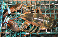 Lobster on Trap
